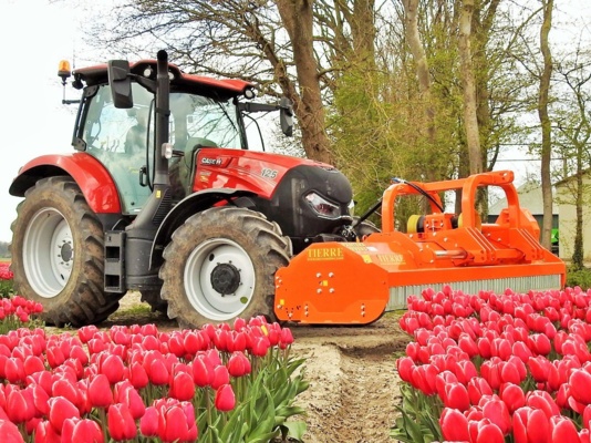 tulpen